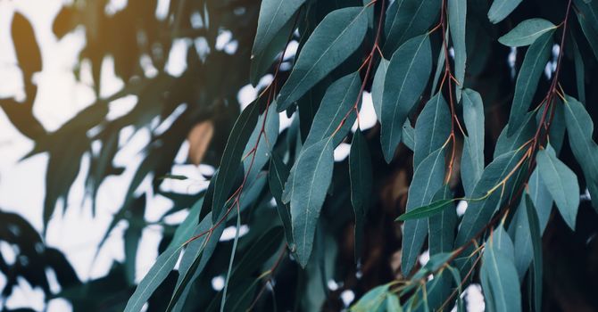 Individual Counselling- Virtual or Phone Session