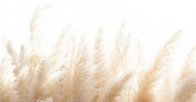 Gender Affirming Surgical Assessment