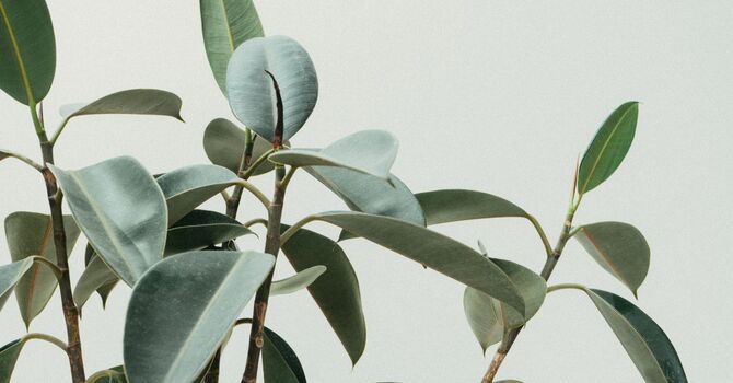 Individual Counselling- Virtual or Phone Session