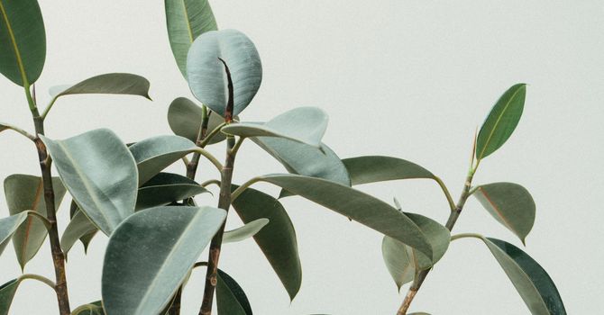 Gender Affirming Surgical Assessment